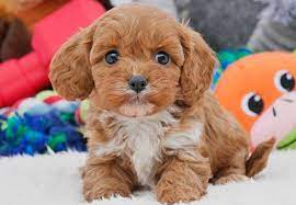  Is Your Cavoodle Puppy High Maintenance?