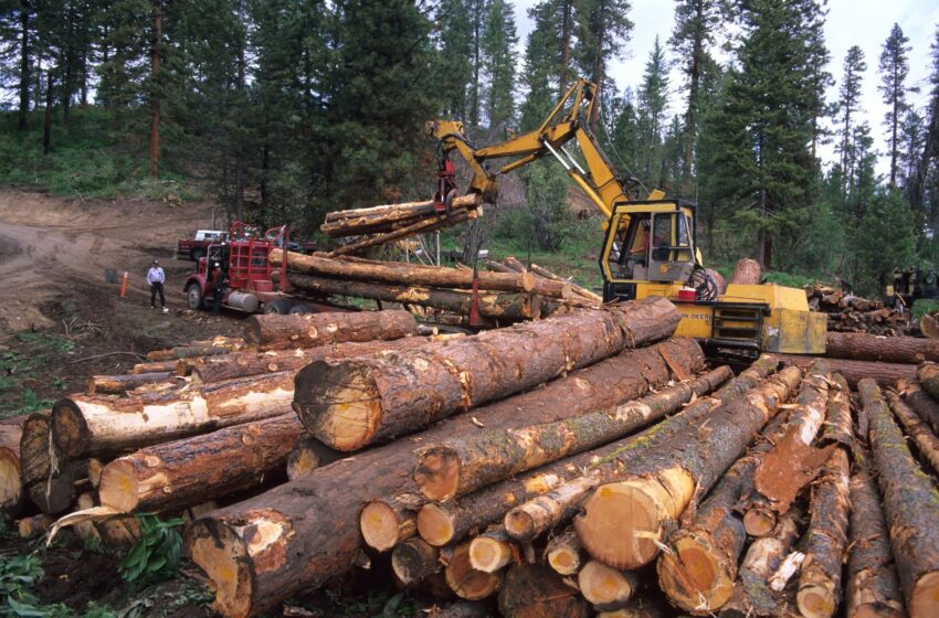 Timber-Bunnings