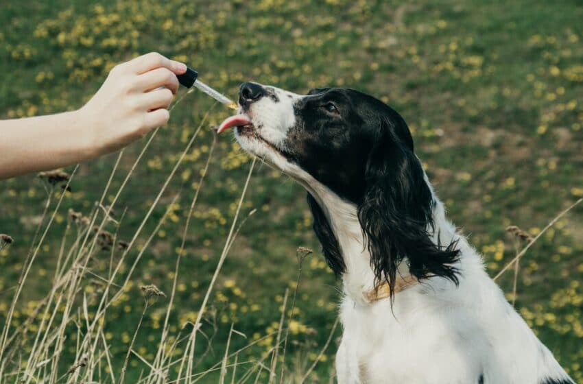  What Factors Should You Consider When Choosing Full-Spectrum CBD Oil for Dogs?