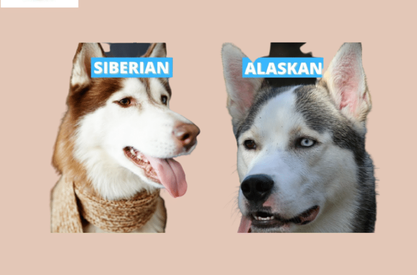 Alaskan Husky vs Siberian Husky