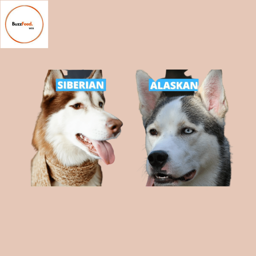 Alaskan Husky vs Siberian Husky