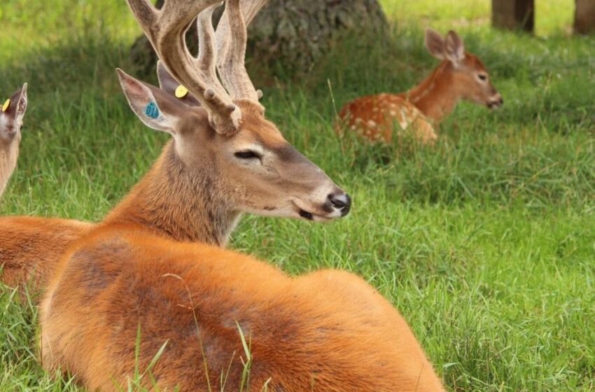  3 Facts You Should Know About Deer Antler Velvet