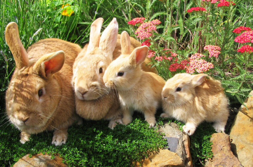 The Most Popular Rabbit Breeds