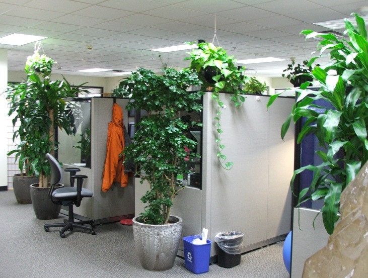  6 Low Maintenance Plants For Your Office