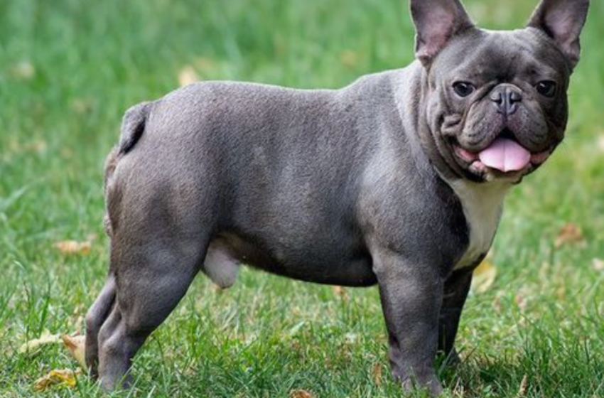  French Bulldog For Sale in Austin Texas