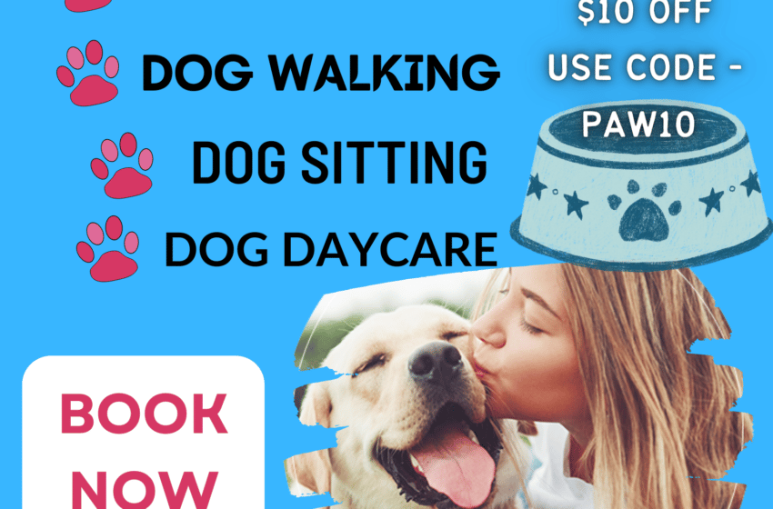  What Is Dog Day Care?