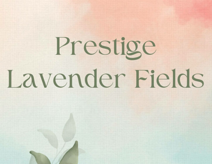 Prestige Lavender Fields