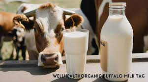  Well Health Tips with Wellhealthorganic Buffalo Milk